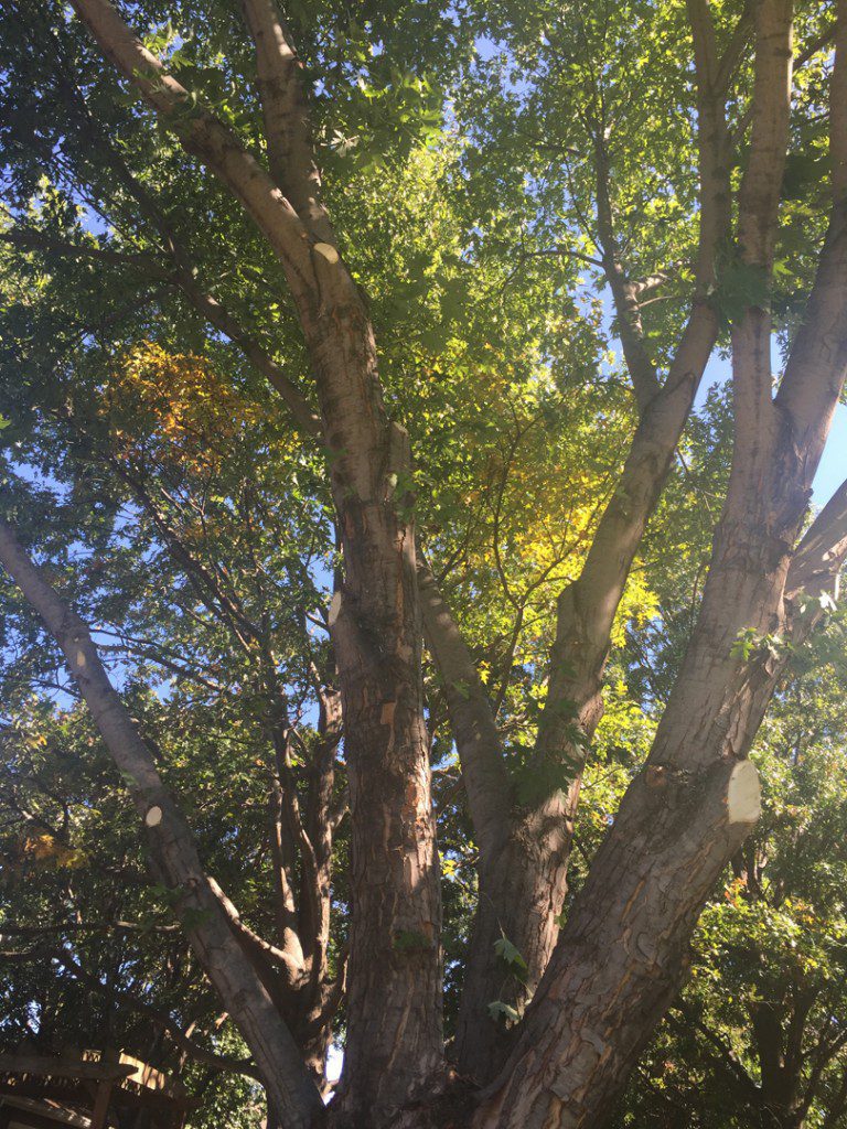 Tree Trimming - Wichita